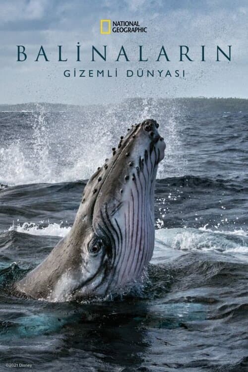 Balinaların Gizemli Dünyası posteri