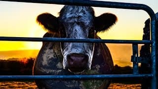COWSPIRACY - Official Teaser 1 - HD