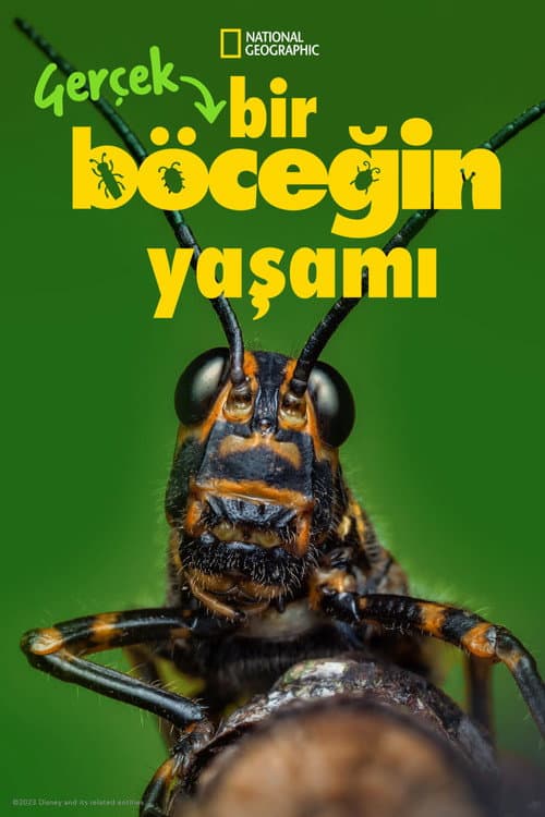 Gerçek Bir Böceğin Yaşamı posteri