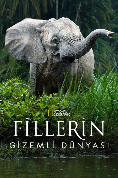 Fillerin Gizemli Dünyası posteri