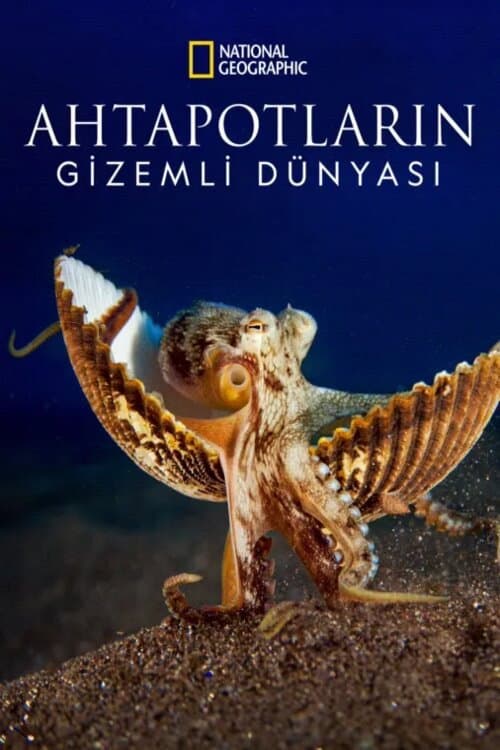 Ahtapotların Gizemli Dünyası posteri