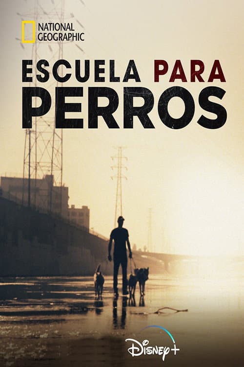 Escuela para perros posteri