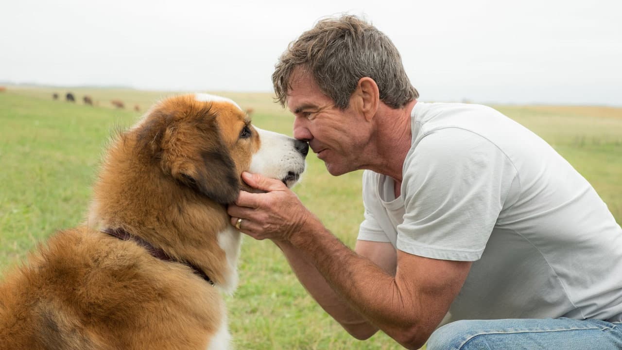 A Dog's Purpose serisi
